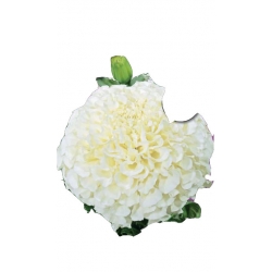 Nasiona Aksamitka wielkokw. Kilimanjaro Tor245