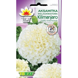 Nasiona Aksamitka wielkokw. Kilimanjaro Tor245