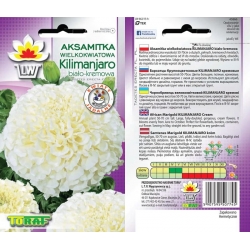 Nasiona Aksamitka wielkokw. Kilimanjaro Tor245
