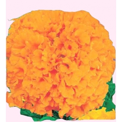 Nasiona Aksamitka wielkokw. Mona Tor246