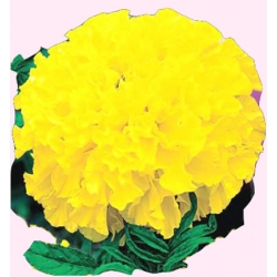 Nasiona Aksamitka wielkokw. Mona Tor247