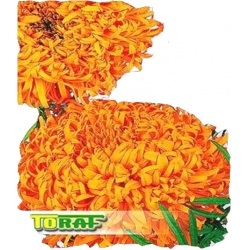 Nasiona Aksamitka wysoka Fantastik Tor248