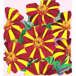 Nasiona Aksamitka wysoka Klaun Tor249