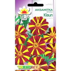 Nasiona Aksamitka wysoka Klaun Tor249