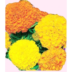 Nasiona Aksamitka wysoka mix Tor250