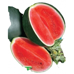 Nasiona. Arbuz Sugar Baby Tor1