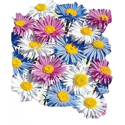 Nasiona Aster alpejski Tor252