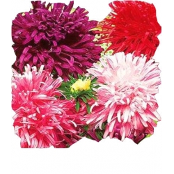  Nasiona Aster chryzantemowy wysoki Tor253