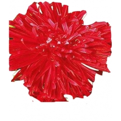 Nasiona Aster chryZinnia wysoki Płomień Tor254