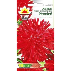 Nasiona Aster chryZinnia wysoki Płomień Tor254