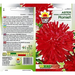 Nasiona Aster chryZinnia wysoki Płomień Tor254