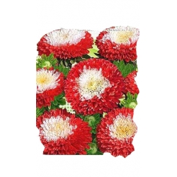 Nasiona Aster wysoki Gusford Supreme Tor273