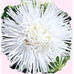 Nasiona Aster igiełkowy wysoki Beata Tor257