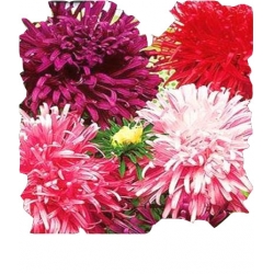 Nasiona Aster igiełkowy wysoki Tor259