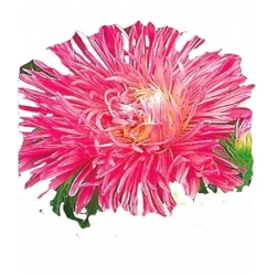 Nasiona Aster igiełkowy wysoki Walentyna Tor260