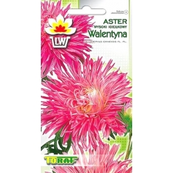 Nasiona Aster igiełkowy wysoki Walentyna Tor260