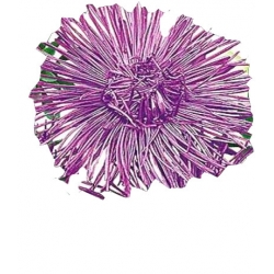 Nasiona Aster igiełkowy wysoki Tor261