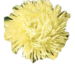 Nasiona Aster igiełkowy wysoki Tor262