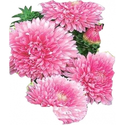 Nasiona Aster karłowy Hordelin Tor263