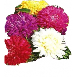 Nasiona Aster karłowy Tor267