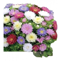 Nasiona Aster karłowy Pinokio Tor264