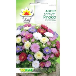 Nasiona Aster karłowy Pinokio Tor264