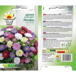 Nasiona Aster karłowy Pinokio Tor264