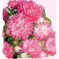 Nasiona Aster karłowy Ribbon red Tor265