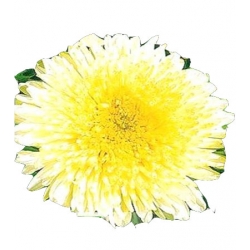 Nasiona Aster książęcy wysoki Aleksandra Tor268