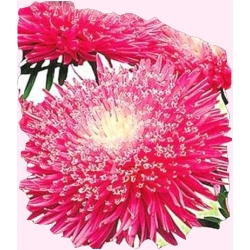 Nasiona Aster książęcy wysoki Connie Tor269