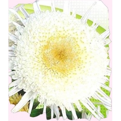 Nasiona Aster książęcy wysoki Cymes Tor270