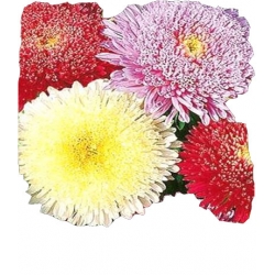 Nasiona Aster książęcy wysoki Tor271