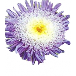 Nasiona Aster książęcy wysoki Zefir Tor275