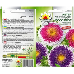 Nasiona Aster pompon wysoki Moonshine Tor272