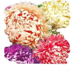 Nasiona Aster peoniowy wysoki Tor277