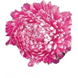 Nasiona Aster peoniowy wysoki Ofelia Tor278