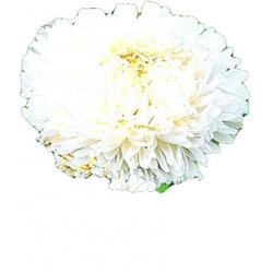 Nasiona Aster peoniowy wysoki Perła Tor279