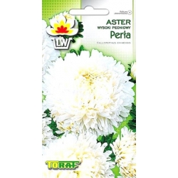 Nasiona Aster peoniowy wysoki Perła Tor279