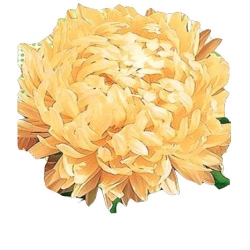 Nasiona Aster peoniowy wysoki Sonata Tor280