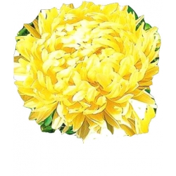  Nasiona Aster peoniowy wysoki Tor282