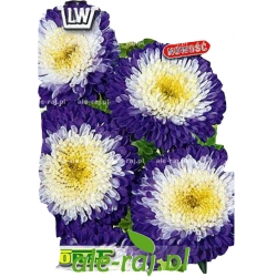 Nasiona Aster wysoki Ruckley Supreme Tor274