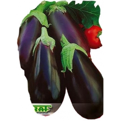 Nasiona. Bakłażan Black Beauty Tor3