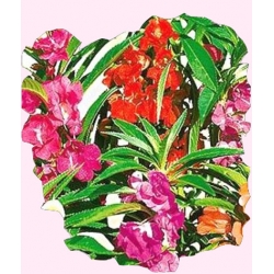 Nasiona Balsamina Kameliowa Karłowa Tor283