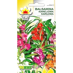 Nasiona Balsamina Kameliowa Karłowa Tor283