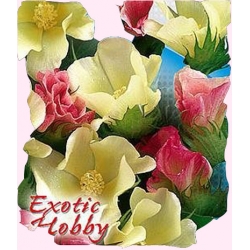 Nasiona Bawełna indyjska Tor611