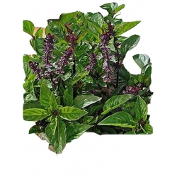  Nasiona Bazylia cynamonowa Tor580