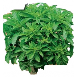  Nasiona Bazylia cytrynowa Tor579