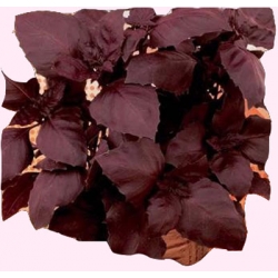 Nasiona Bazylia czerwona Tor578