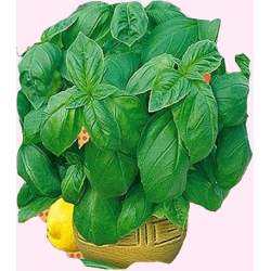 Nasiona Bazylia właściwa Tor577