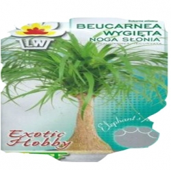 Nasiona Beukarnea wygięta Tor612